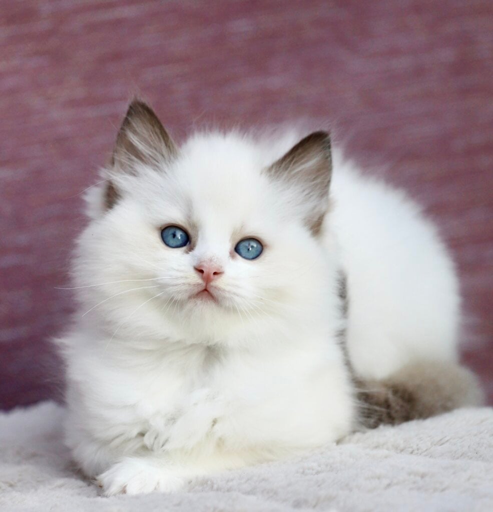 Lizzy Ragdoll Seal Female 00 - photo 1