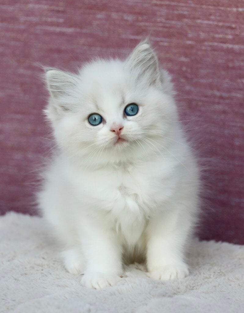 Lumi Ragdoll Blue Lynx Female 00 - photo 1