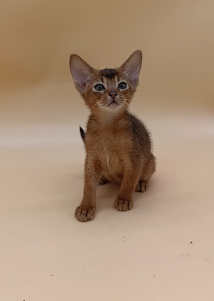 Img 20260822 061504
