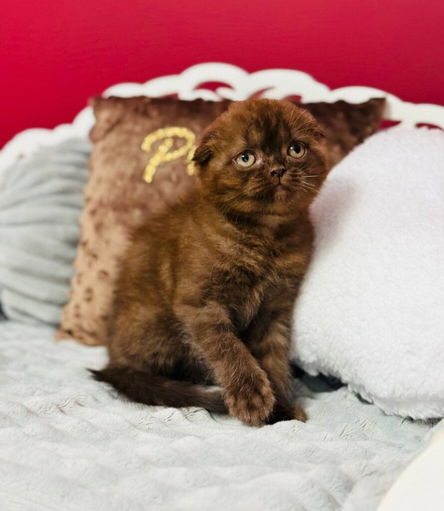 Emerald Scottish Fold Chocolate Male 00 - photo 1