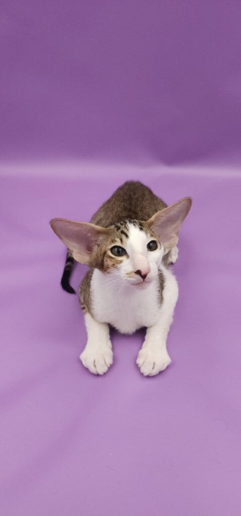 Winston Oriental Chocolate Male 00 - photo 1