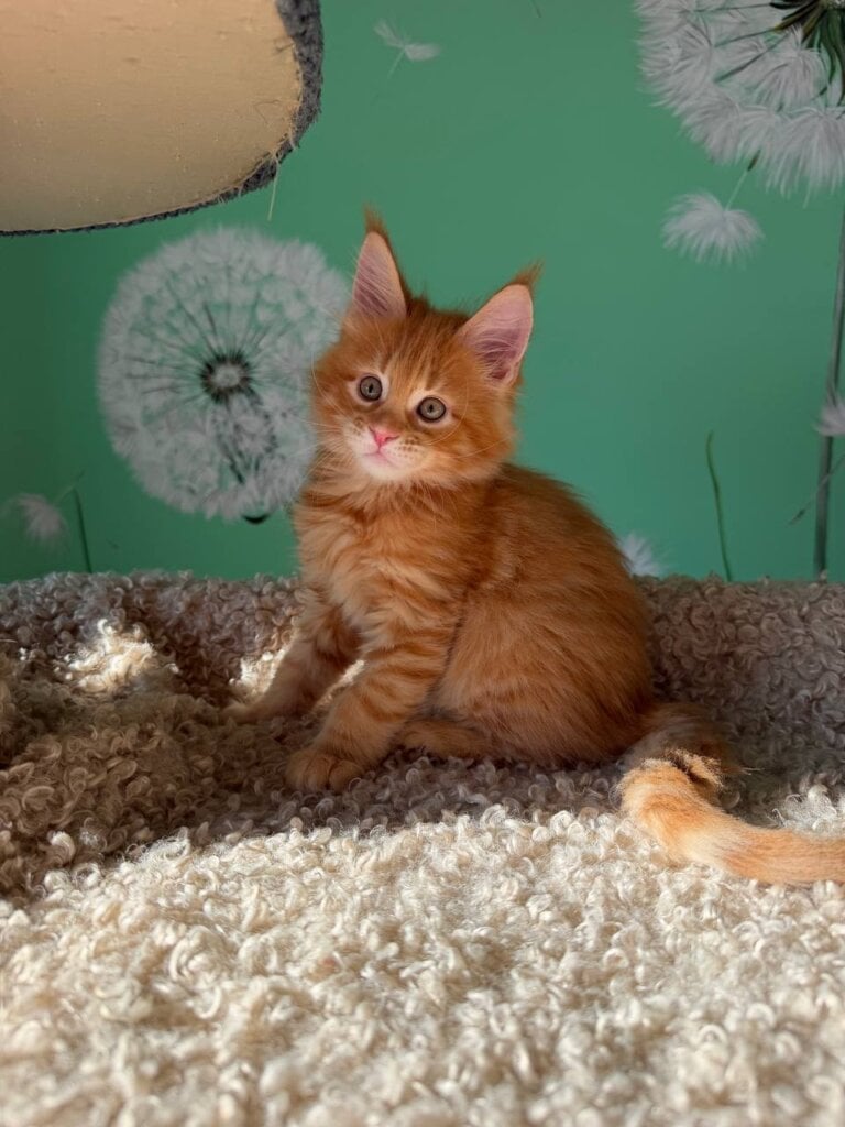 Alex Maine Coon Red Male 00 - photo 1