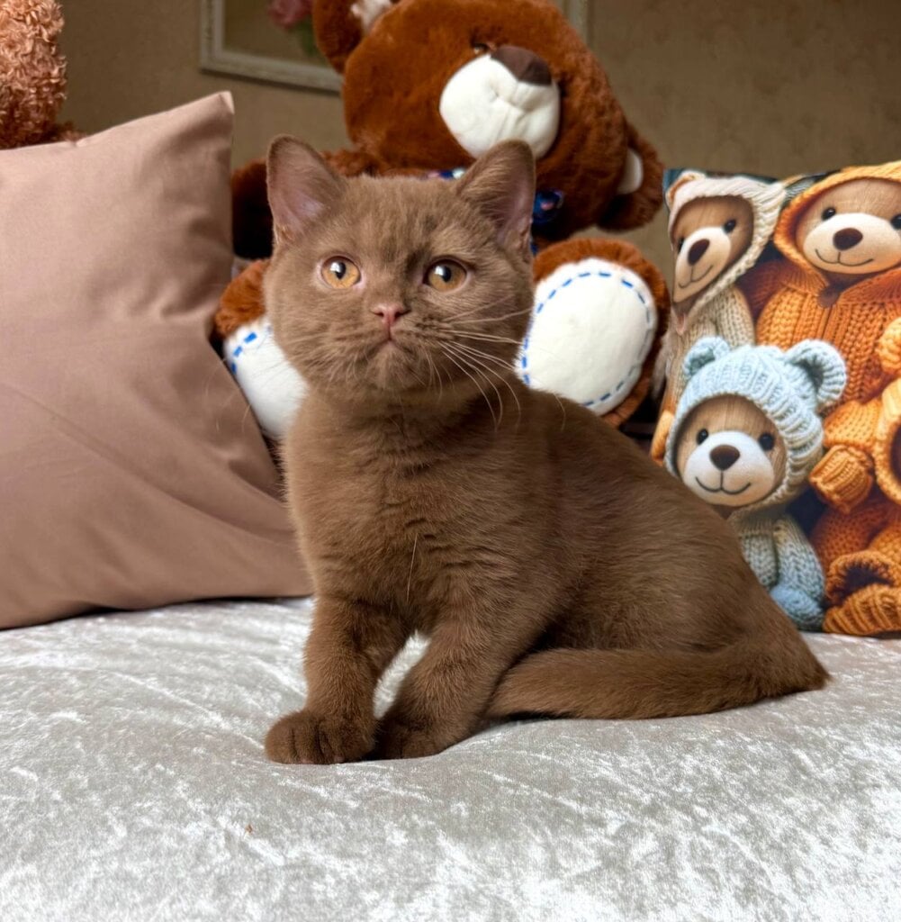 Miray British Shorthair Cinnamon Female 00 - photo 1