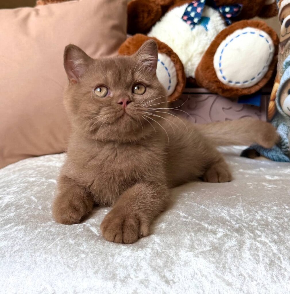 Melvin British Shorthair Cinnamon Male 00 - photo 1