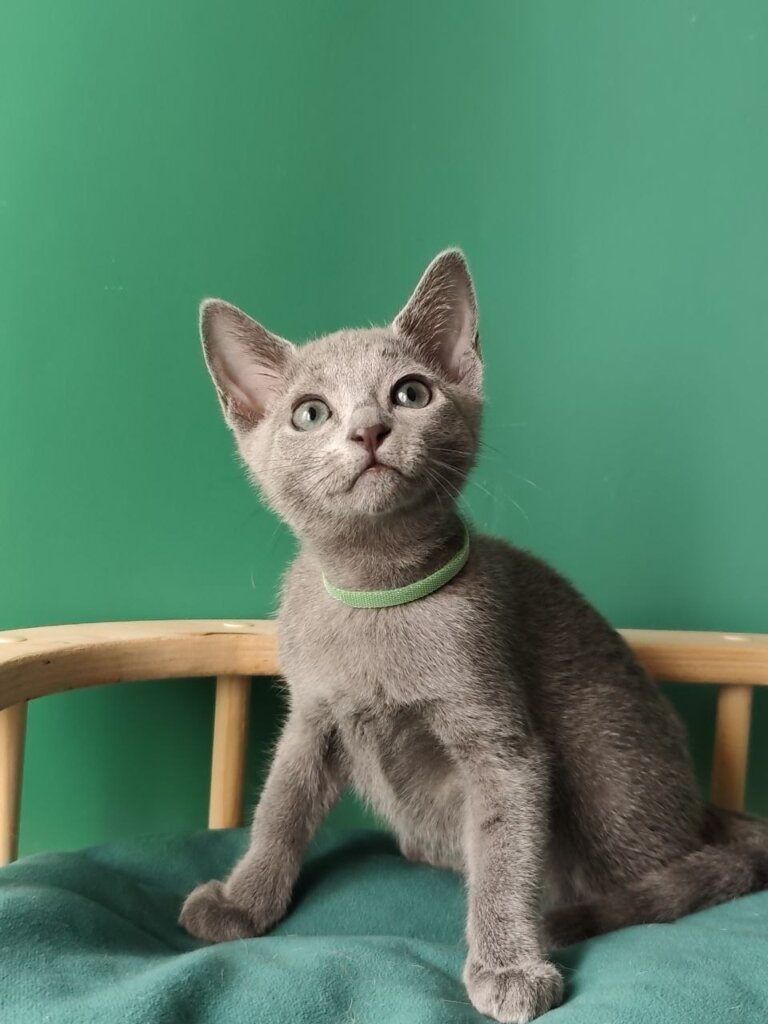 Kayla Russian Blue Female 50 - photo 1