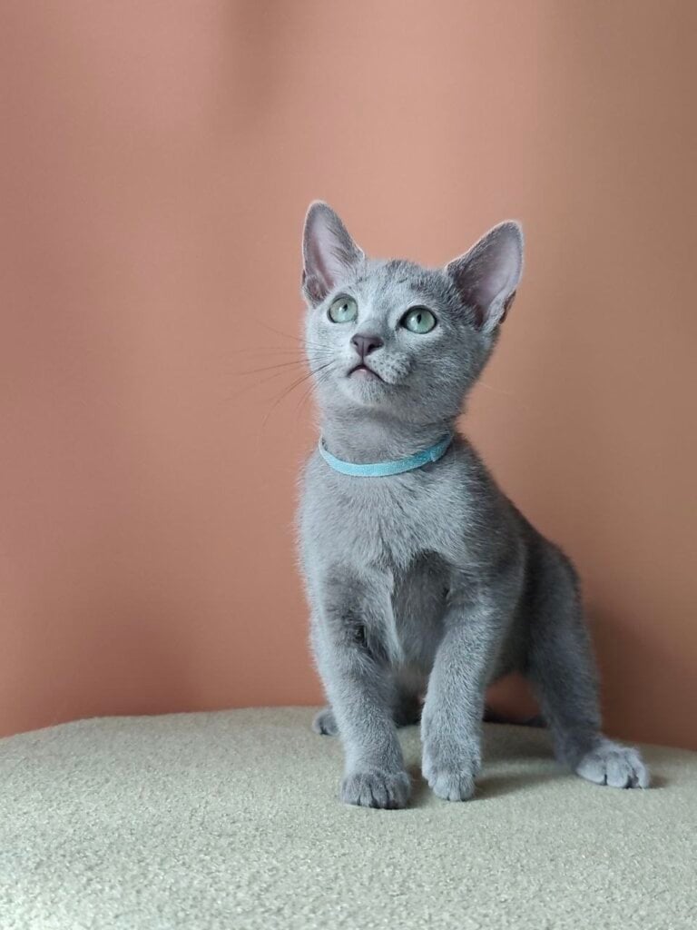 Kira Russian Blue Female 50 - photo 1