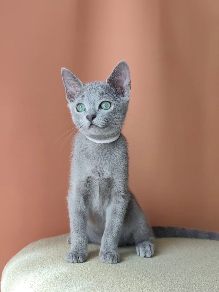 Kalypso Russian Blue Female 50 - photo 1