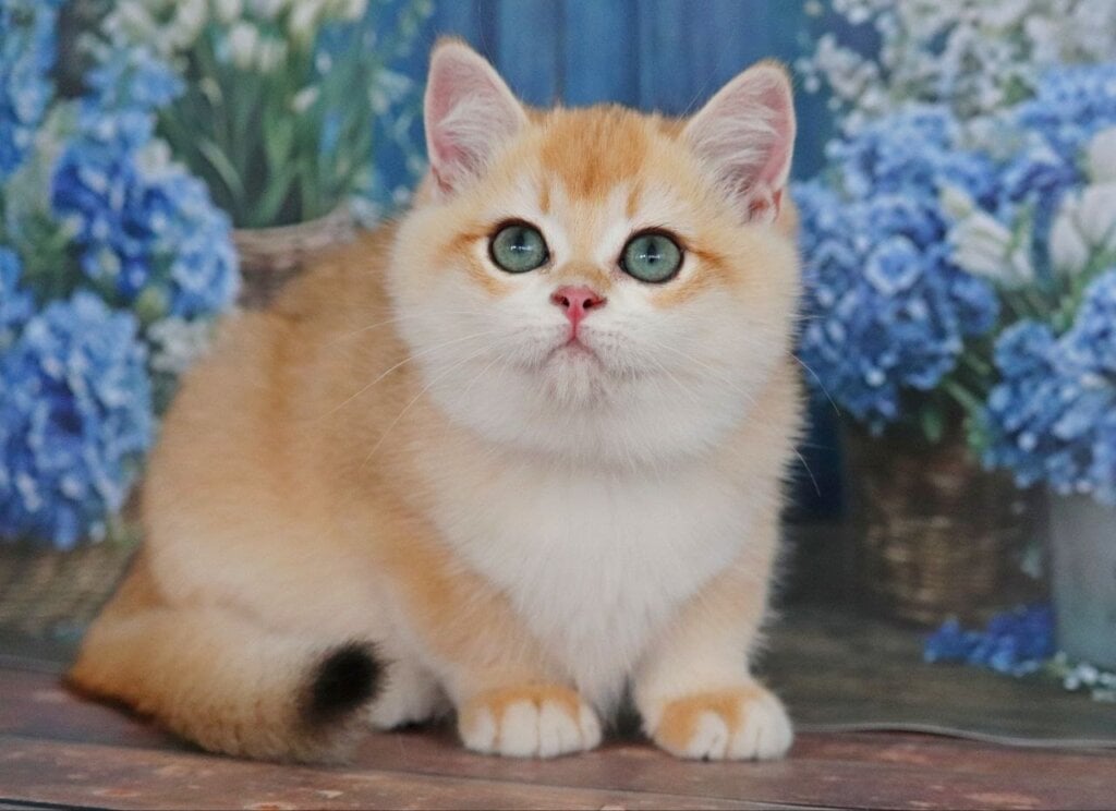 Yvonne British Shorthair Black Golden Female 00 - photo 1