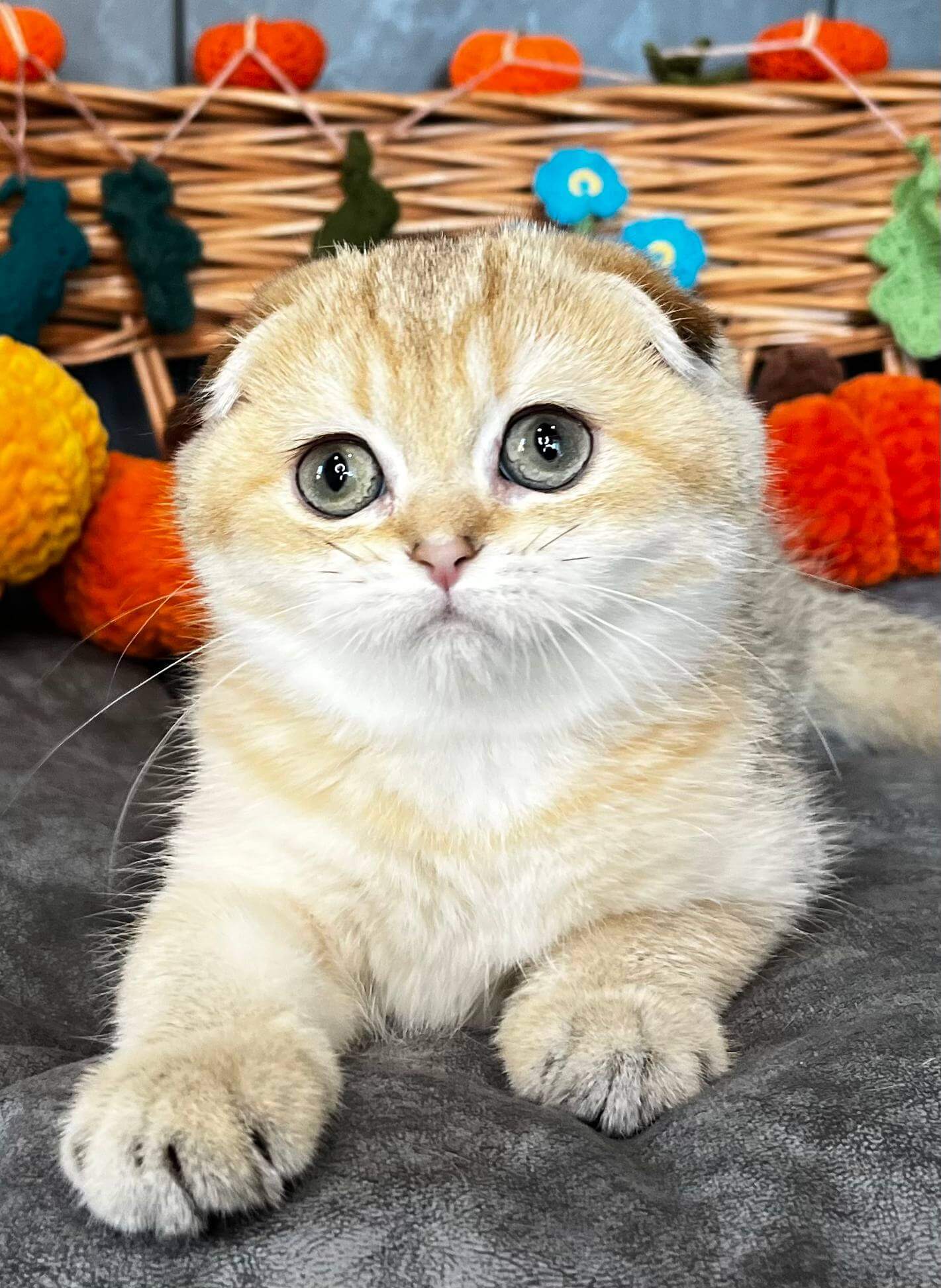 Mirabel Scottish Fold Black Golden Female $2850