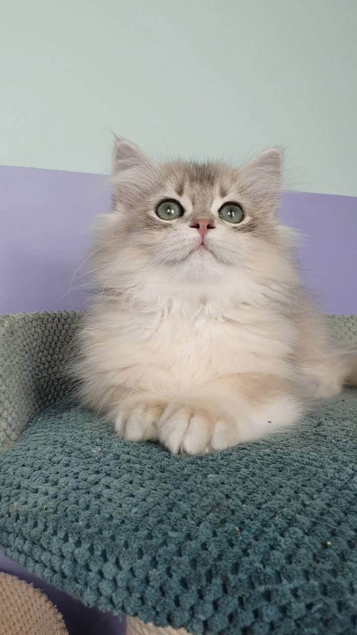 Yappy British Longhair Blue Golden Male $2800