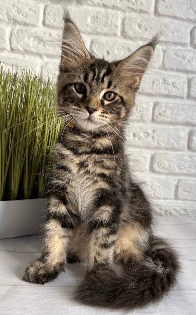 Janny Maine Coon Black Tabby Female 00 - photo 1