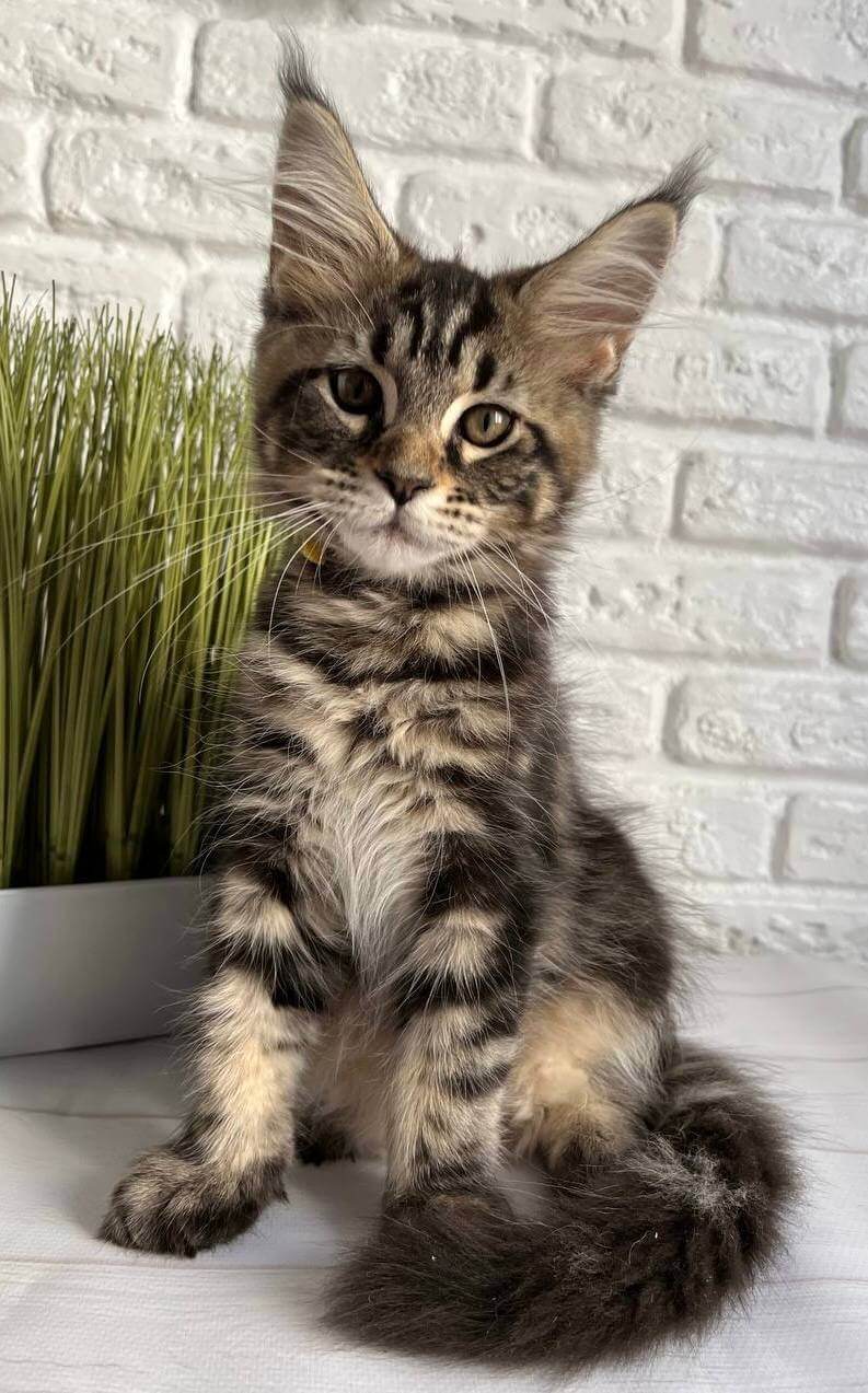 Janny Maine Coon Black Tabby Female $2900