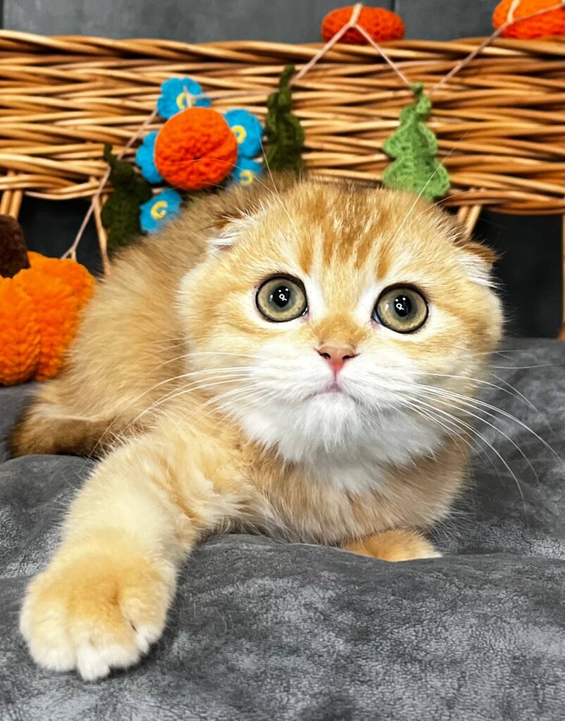Nala Scottish Fold Black Golden Female 50 - photo 1