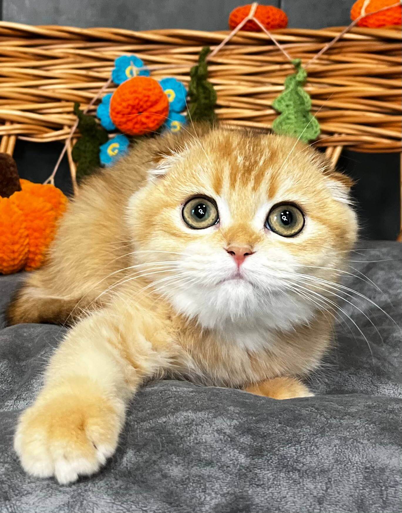 Nala Scottish Fold Black Golden Female $2850