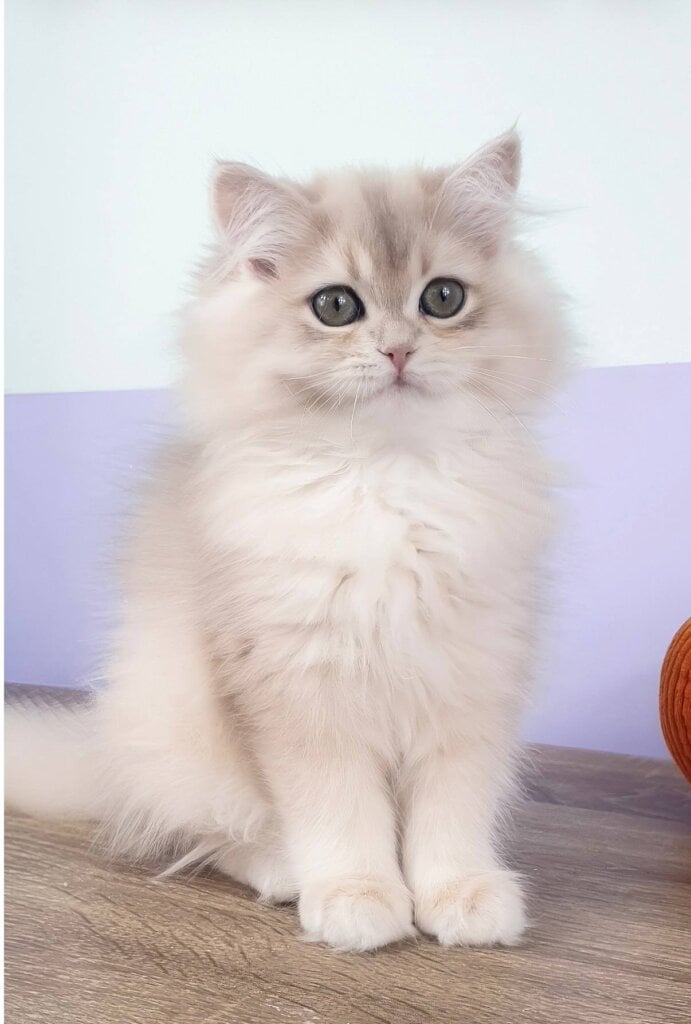 Yumi British Longhair Blue Golden Female 00 - photo 1