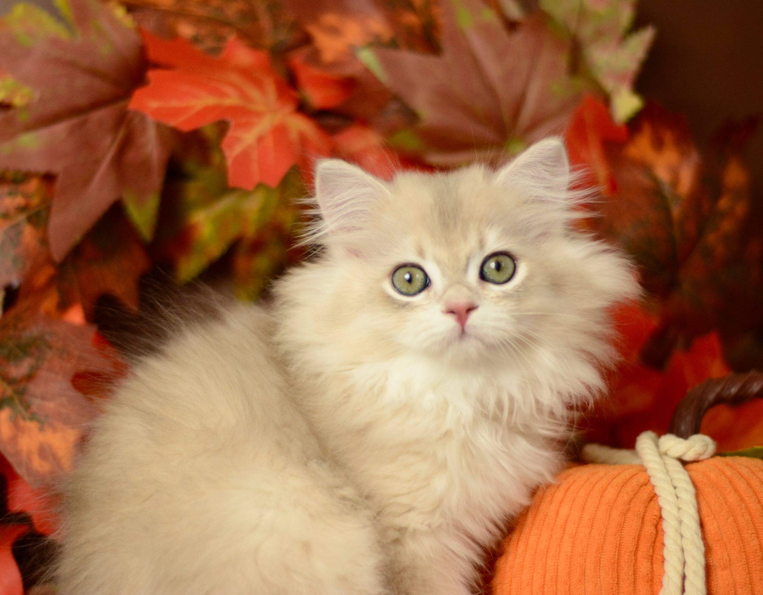 Yarik British Longhair Blue Golden Male $3000