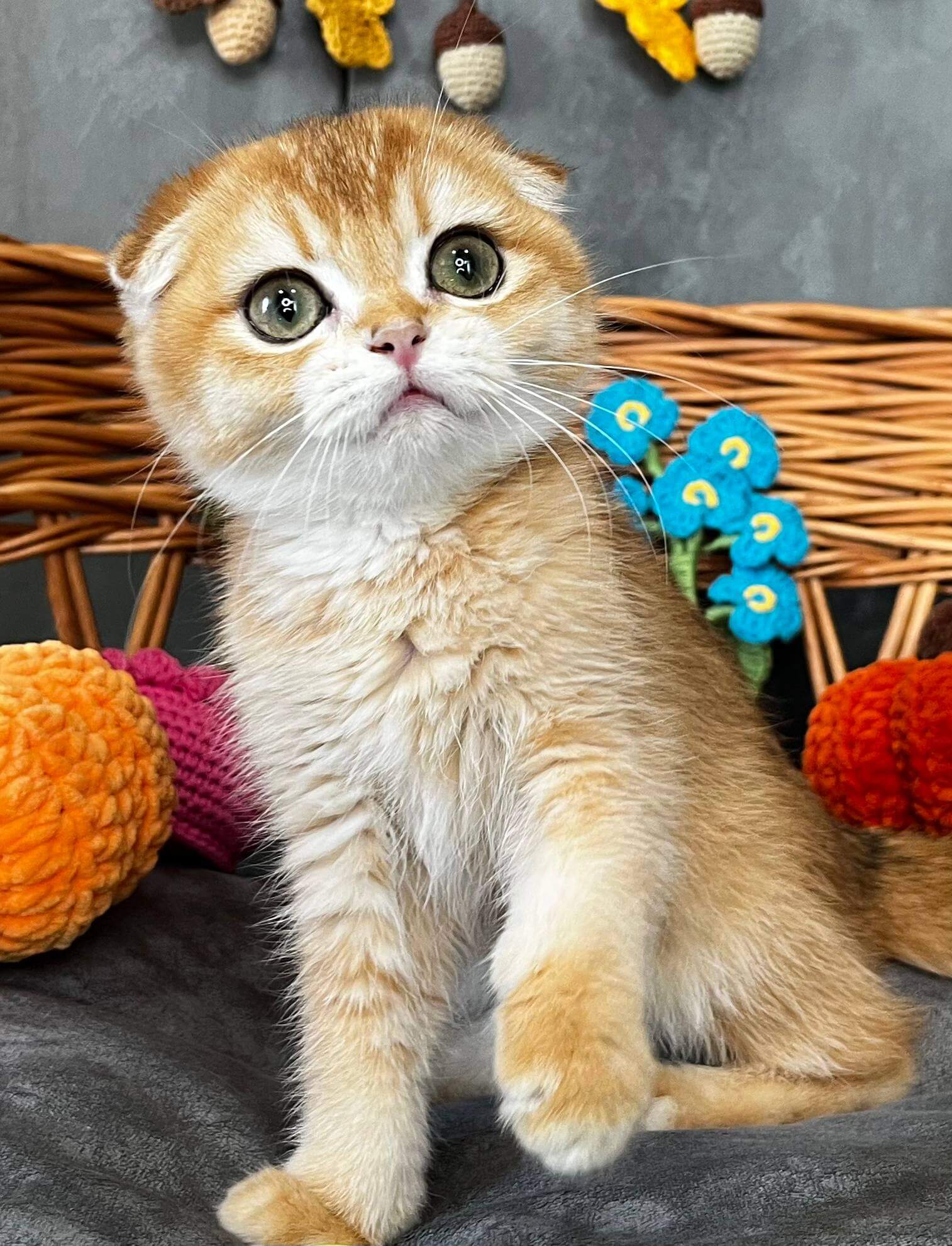 Nefertiti Scottish Fold Black Golden Female $2850