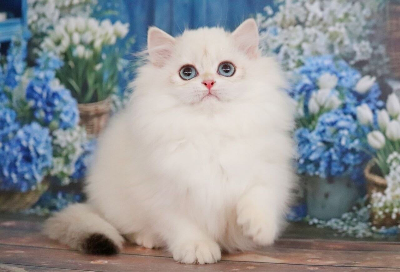 Yolanda British Longhair Black Golden Female $3100