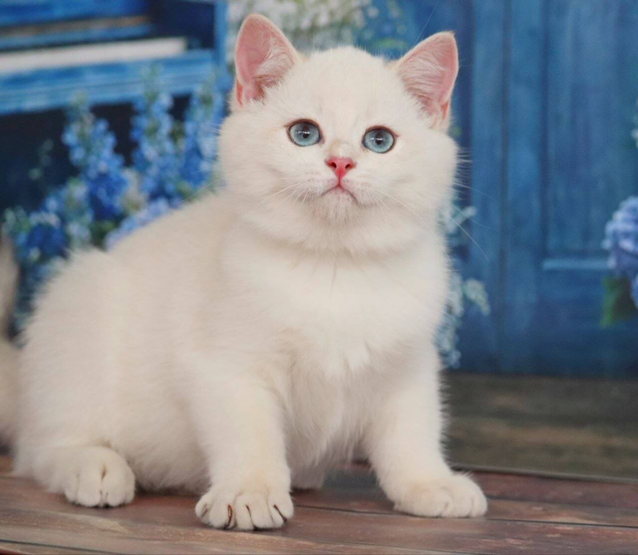 Yanis British Shorthair Black Point Male $3100