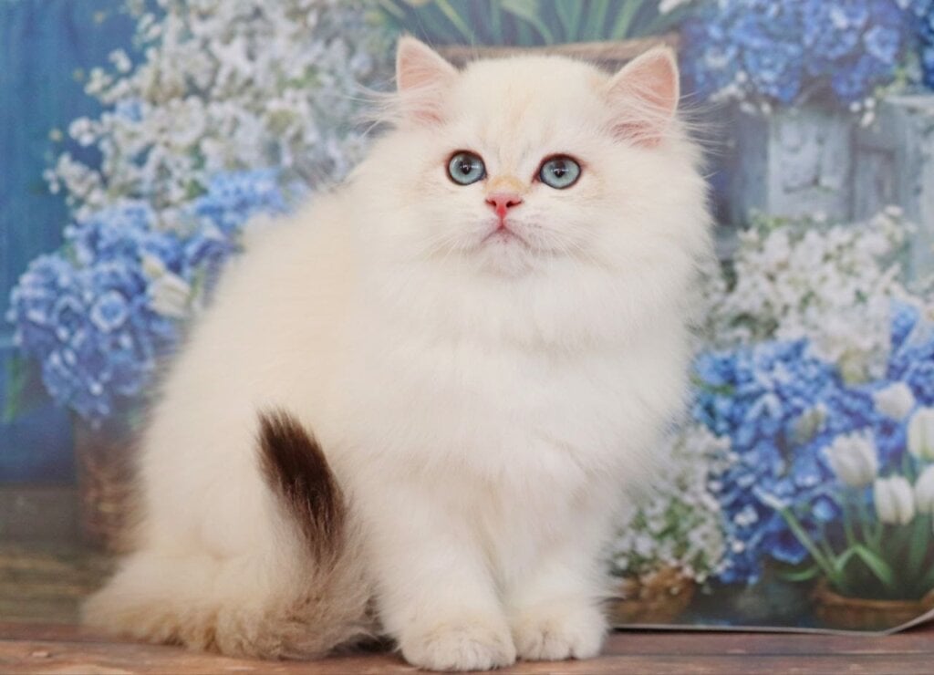 Yara British Longhair Black Golden Female 00 - photo 1