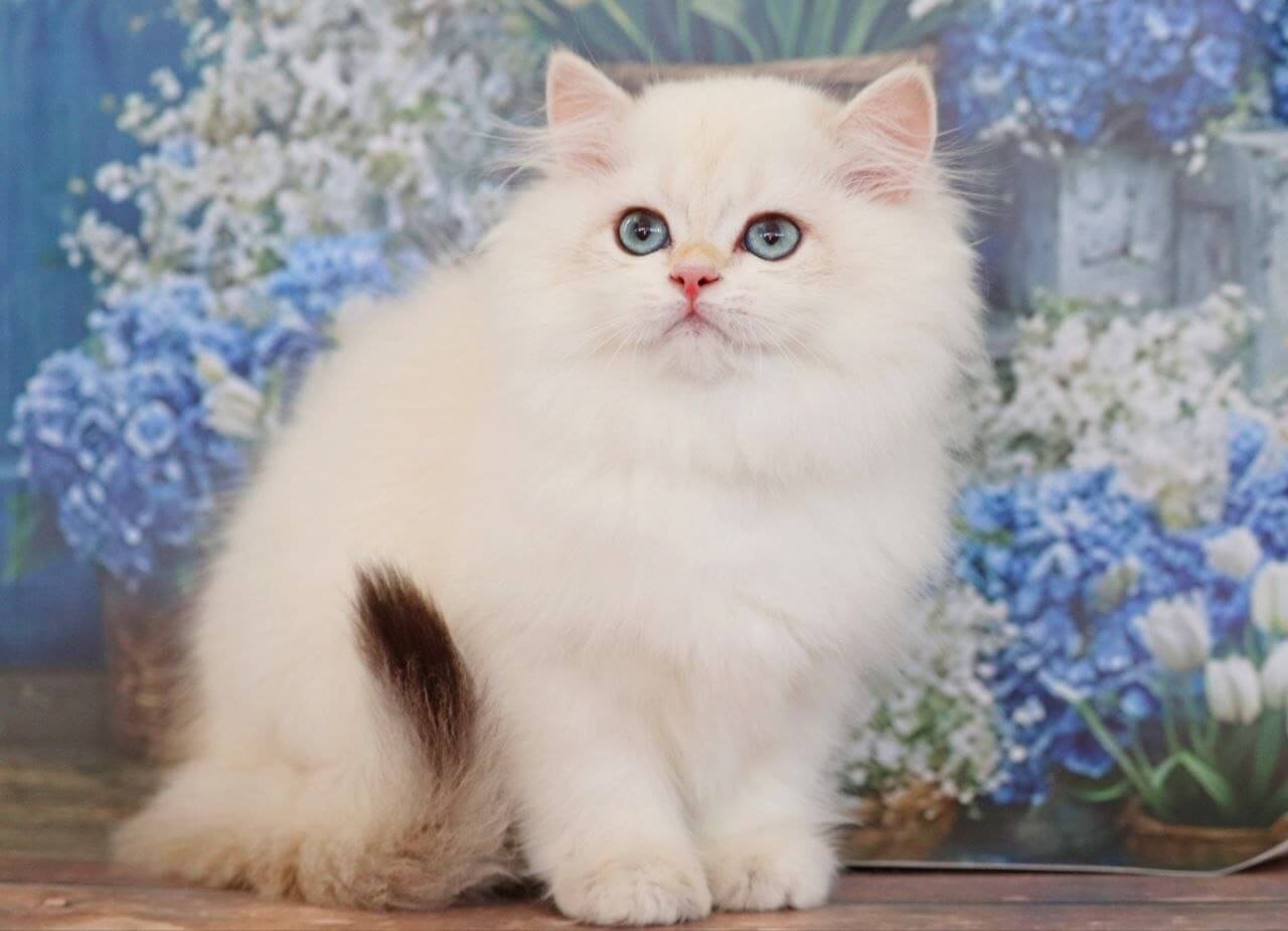 Yara British Longhair Black Golden Female $3100