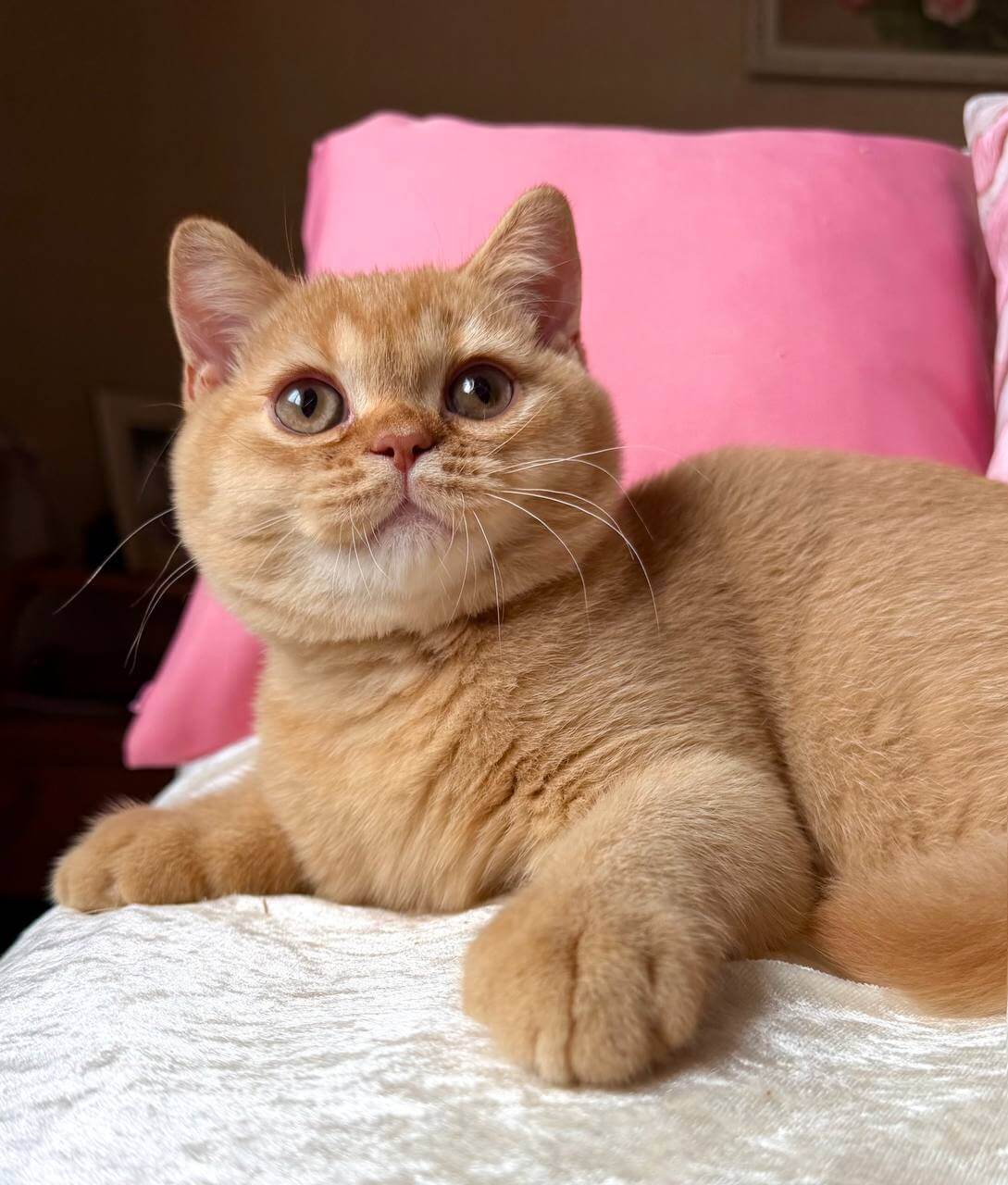 Mine British Shorthair Red Male $3100