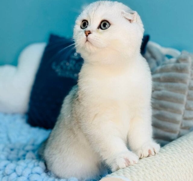 Fluffy Scottish Fold Black Silver Male $3050