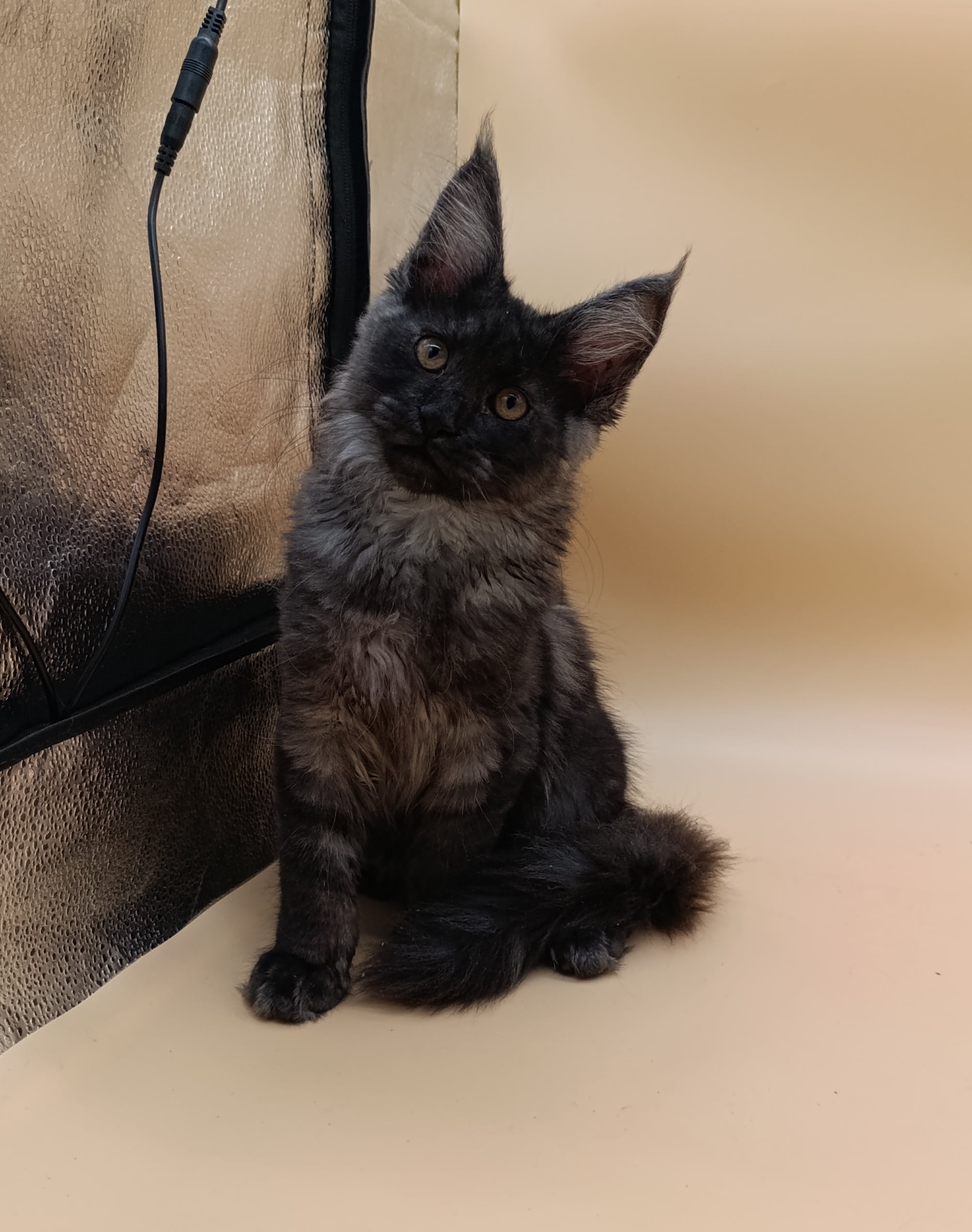 Odin Maine Coon Black Silver Male $3150