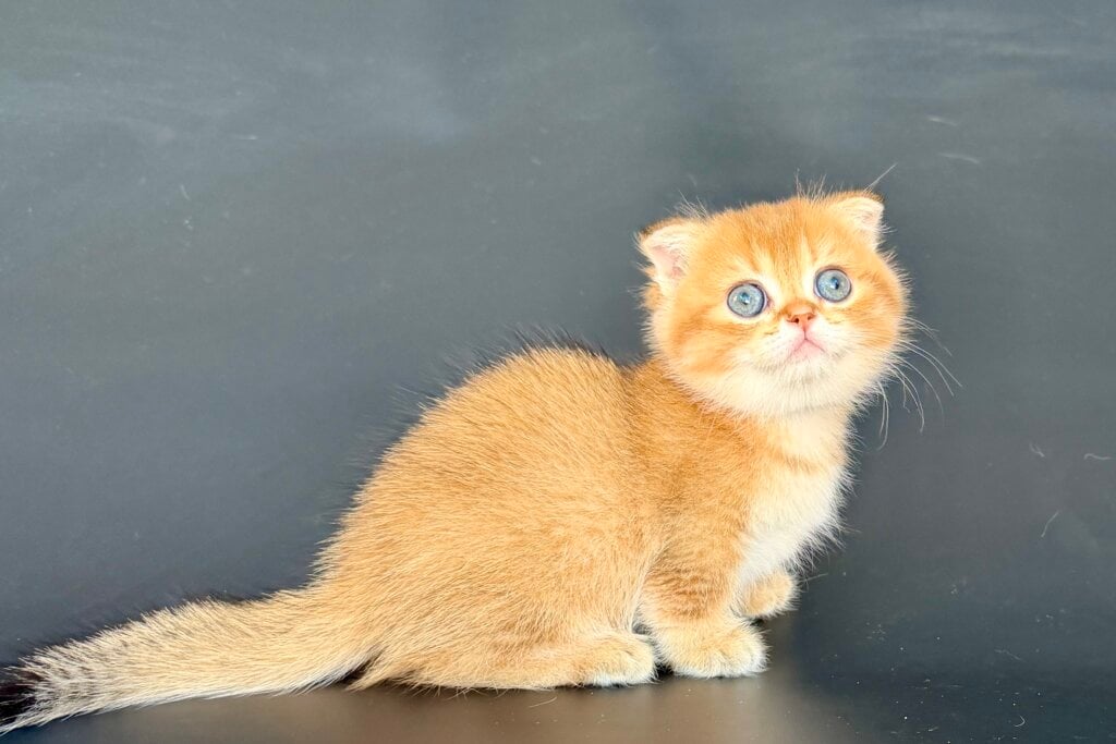 Img 9218
