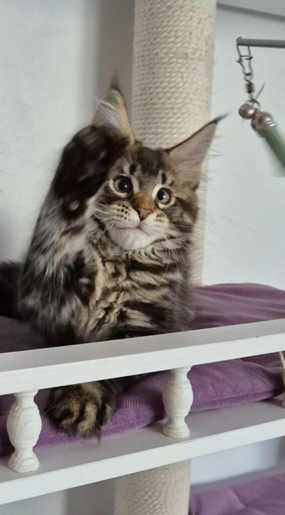 Kaisaria  Maine Coon Black Tabby Female $2850 — photo 2