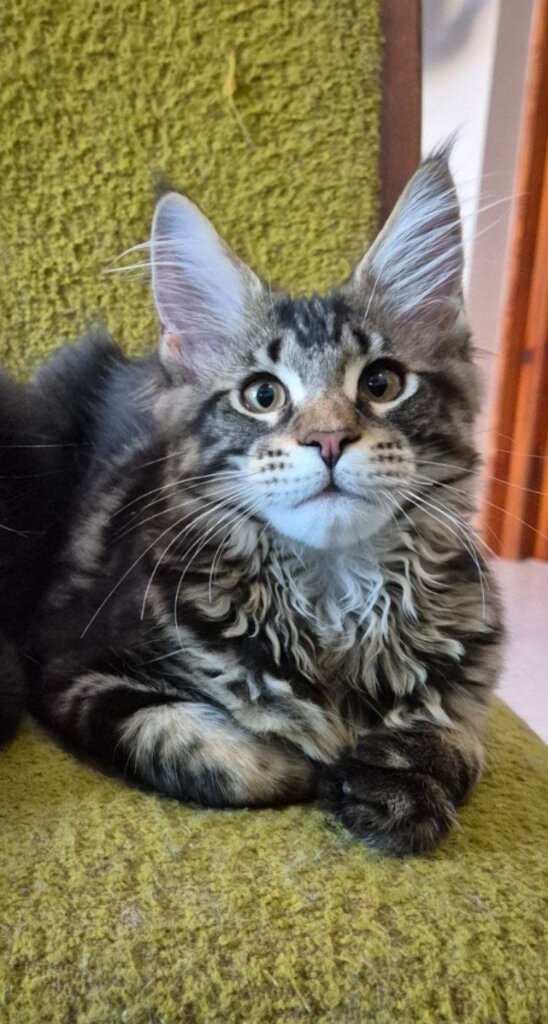 Kaisaria  Maine Coon Black Tabby Female $2850 — photo 4