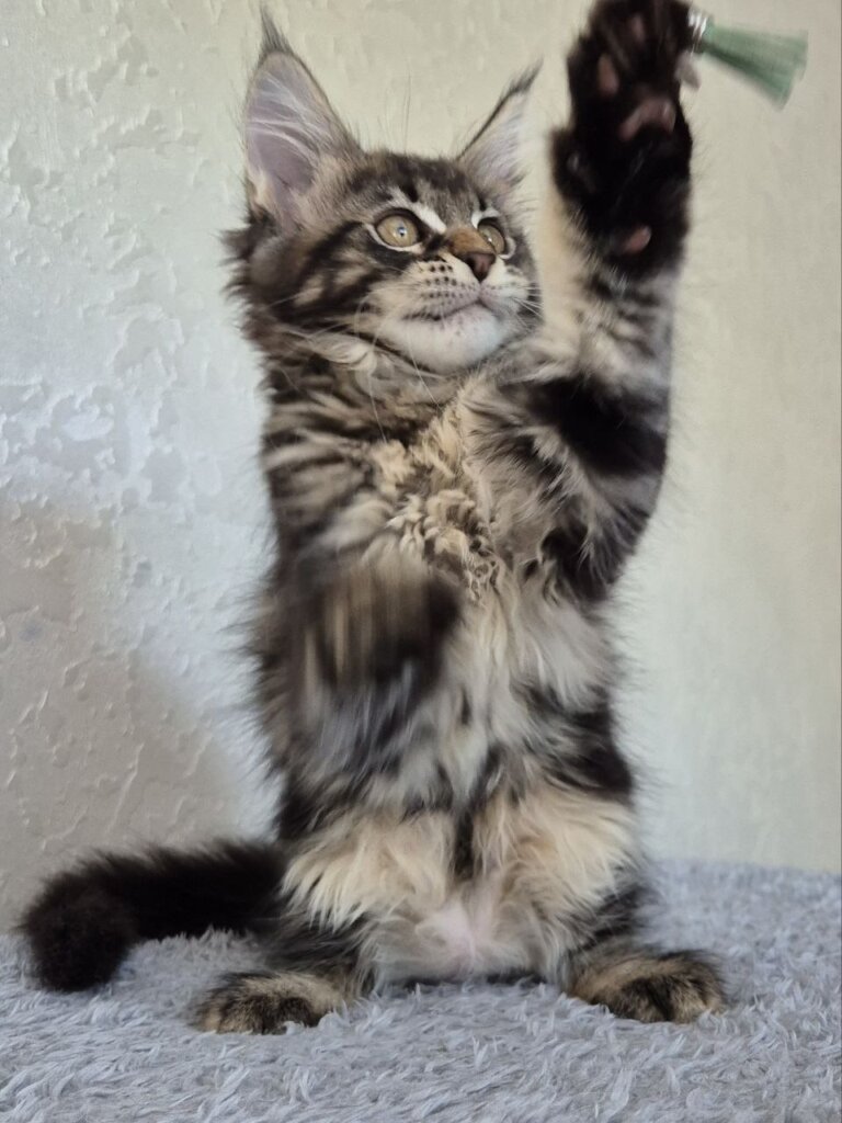 Kaisaria  Maine Coon Black Tabby Female $2850 — photo 3