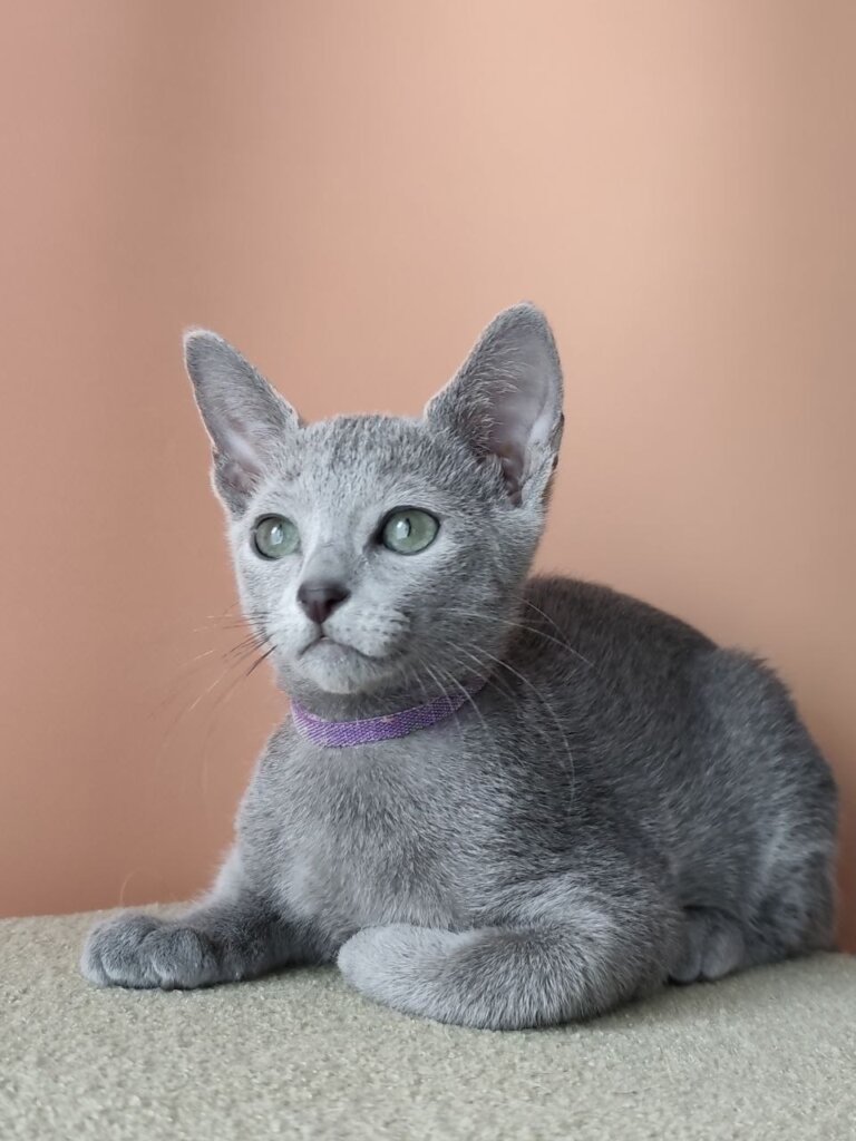 Leon Russian Blue Male 50 - photo 1