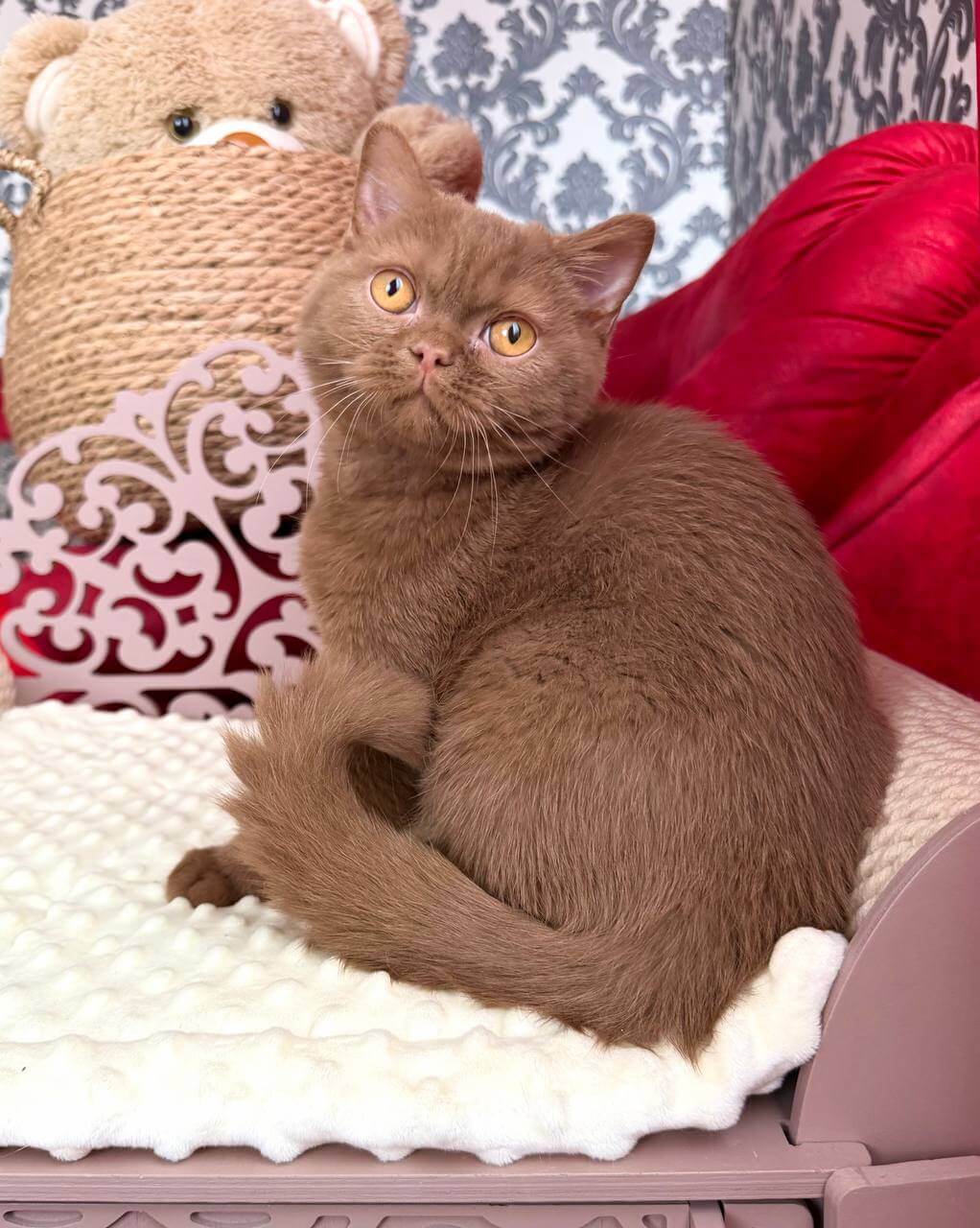 Ming British Shorthair Cinnamon Male $3450