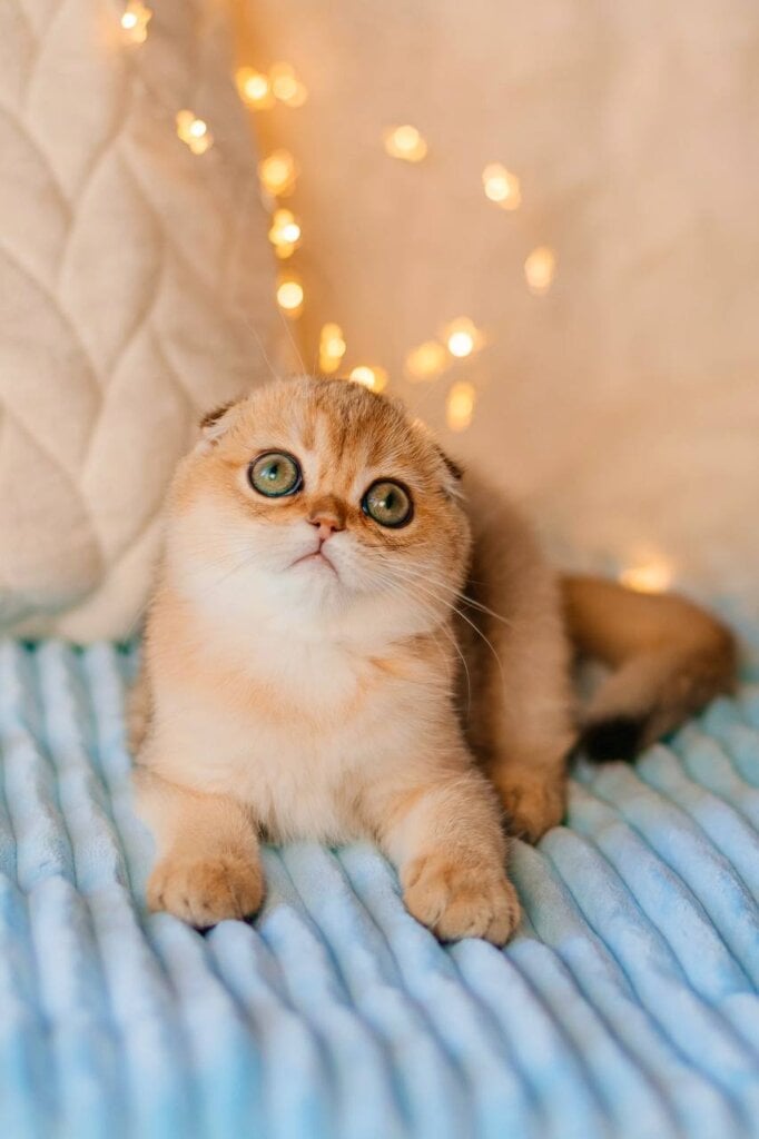 Grace Scottish Fold Black Golden Female 50 - photo 1