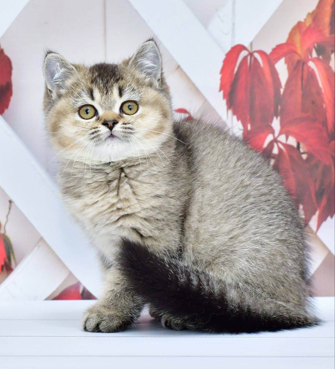 Knopka British Shorthair Black Tabby Female $2800