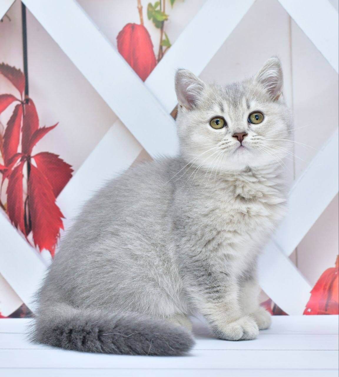 Kokos British Shorthair Blue Tabby Male $2800