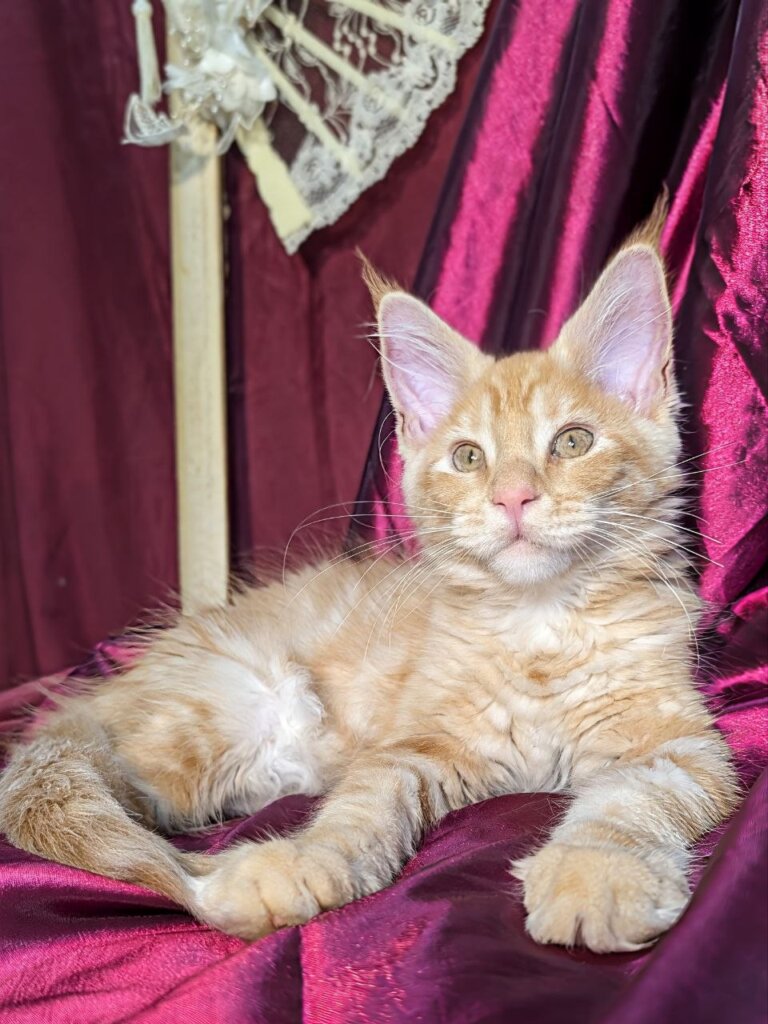 Yucca Maine Coon Red Female 00 - photo 1