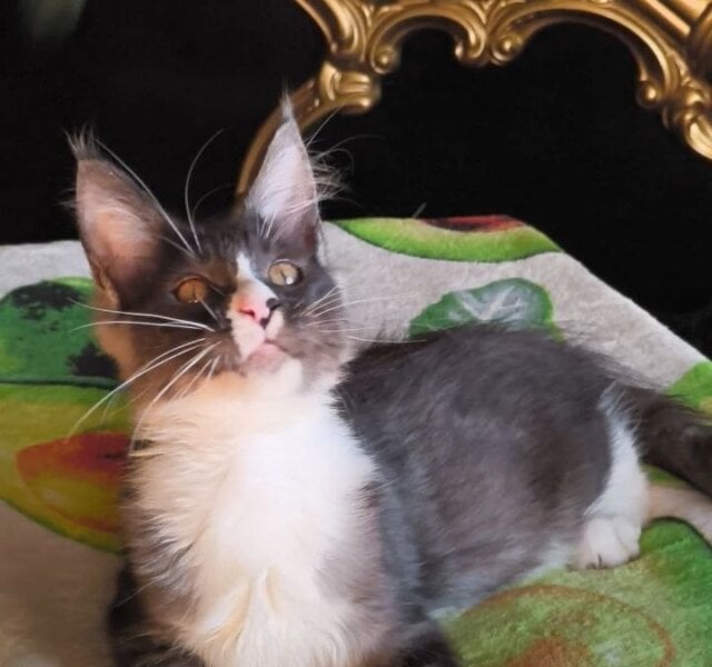 Harisha Maine Coon Black Silver Male $3000
