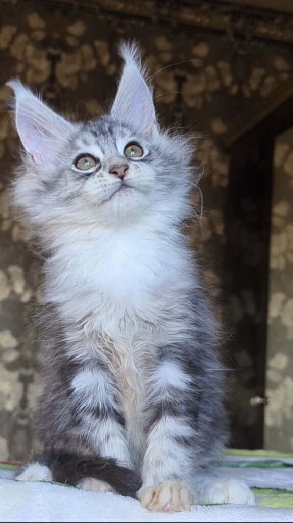 Inneta Maine Coon Black Silver Female 00 - photo 1