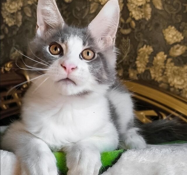 Honey  Maine Coon Blue Male $3000