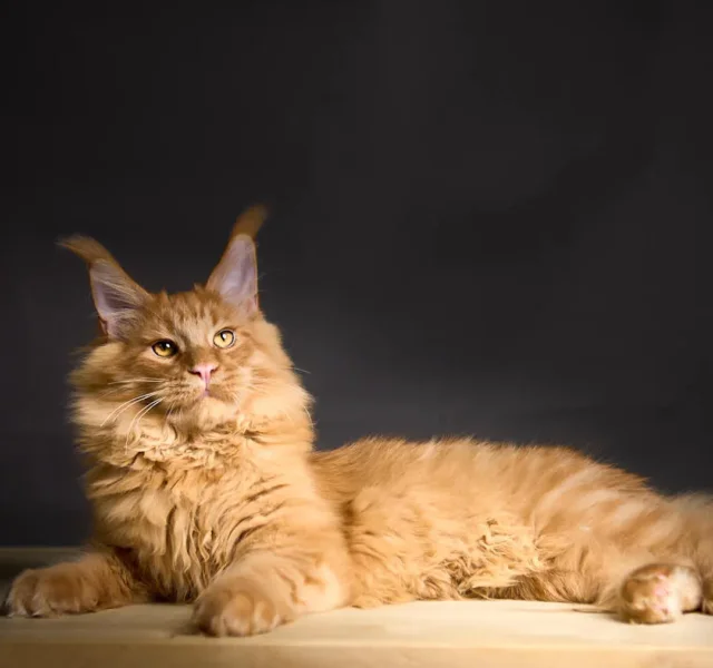 Jubilant Maine Coon Red Male $3350