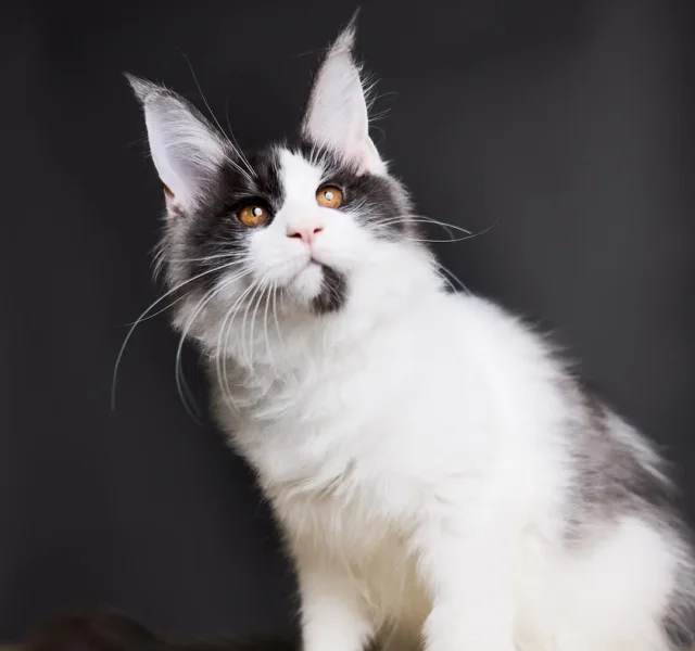 Zephyr Maine Coon Black Silver Male $3050