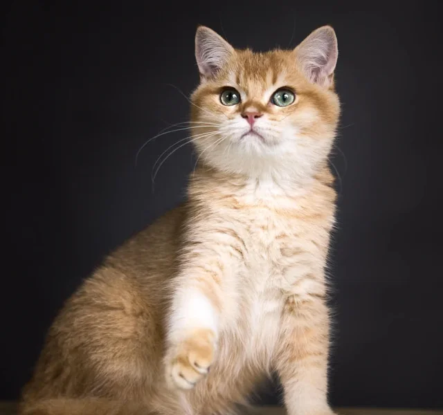 Gek British Shorthair Golden Chocolate Male $3100