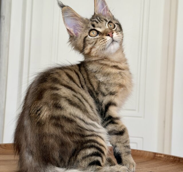 Noy Maine Coon Black Spotted Male $2800