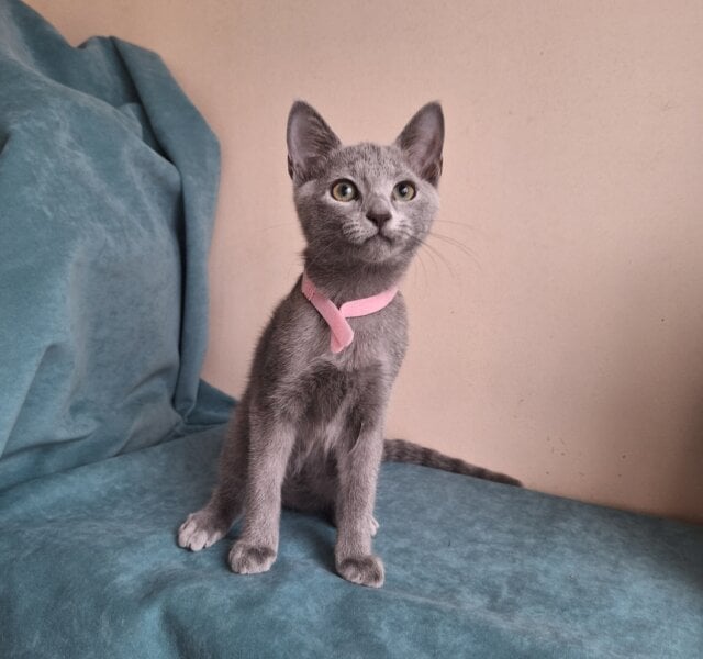 Inga Russian Blue Female $3000