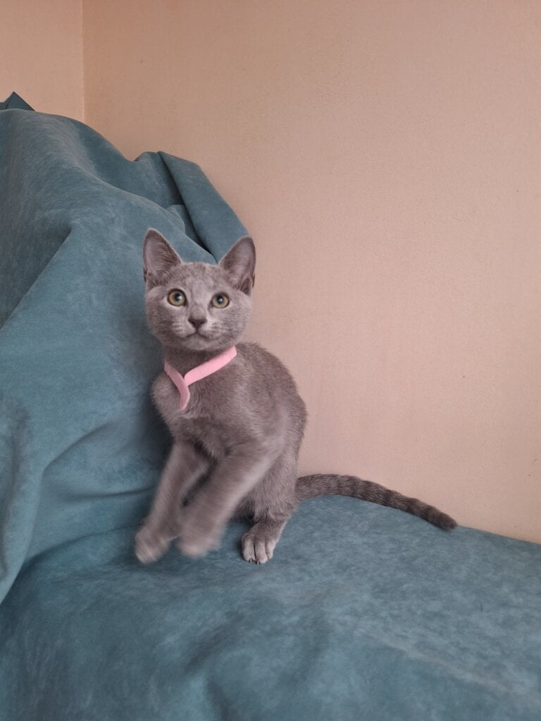 Inga Russian Blue Female $3000 — photo 4