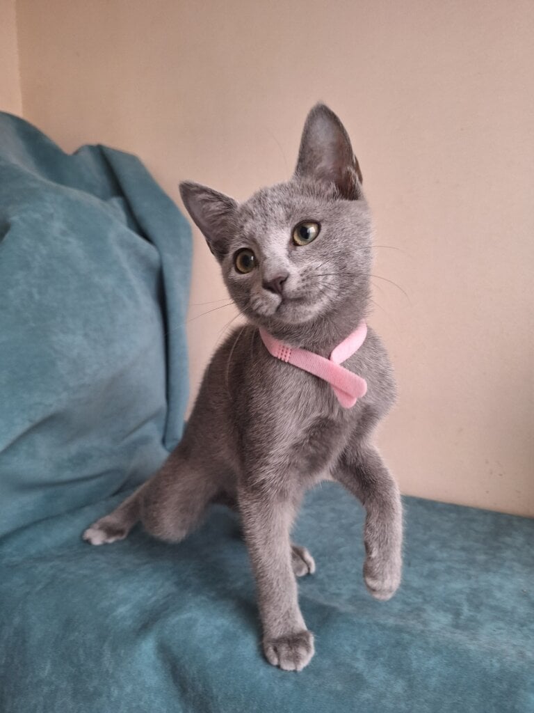 Inga Russian Blue Female $3000 — photo 2
