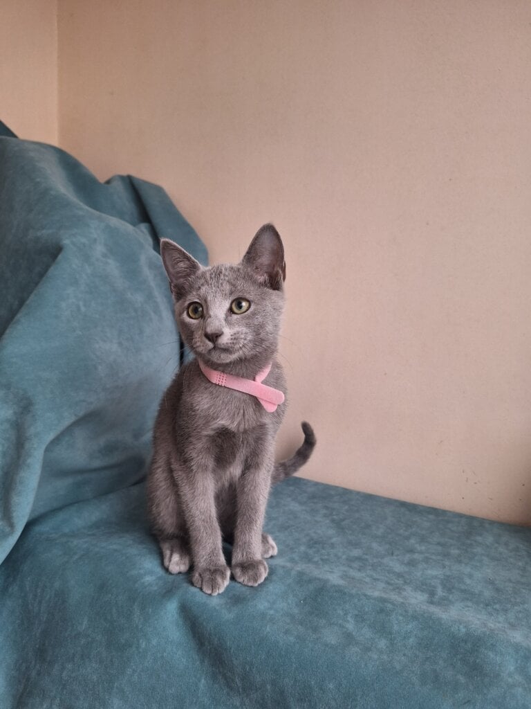 Inga Russian Blue Female $3000 — photo 3