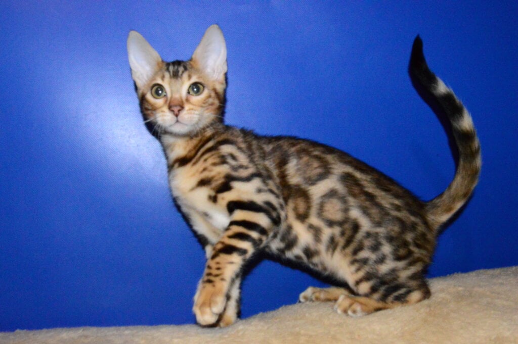 Olivia Bengal Black Spotted Female 00 - photo 1